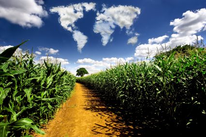 Corn Field World Cloud