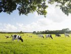 Dairy cattle summer sky