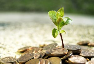 Growing Money Plant Finance Investment