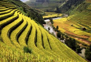 Rice field river Vietnam