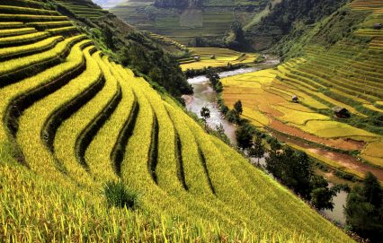 Rice field river Vietnam