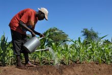Africa Malawi farmer water agriculture corn