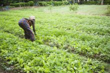 Africa farmer agriculture woman plants