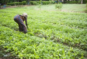 Africa farmer agriculture woman plants