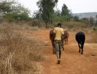 Africa farmer cattle poverty