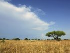 Cameroon Africa plain acacia tree landscape