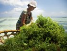 Indonesia seaweed farmer woman water