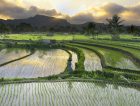 Rice paddy fields Philippines