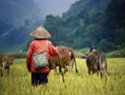 Vietnam Cambodia Buffalo Rice Field