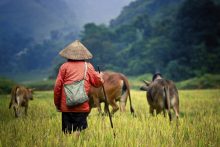 Vietnam Cambodia Buffalo Rice Field