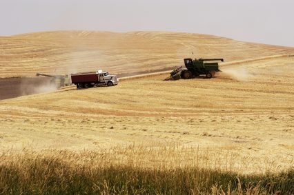 Agribusiness Wheat Harvest Trucks