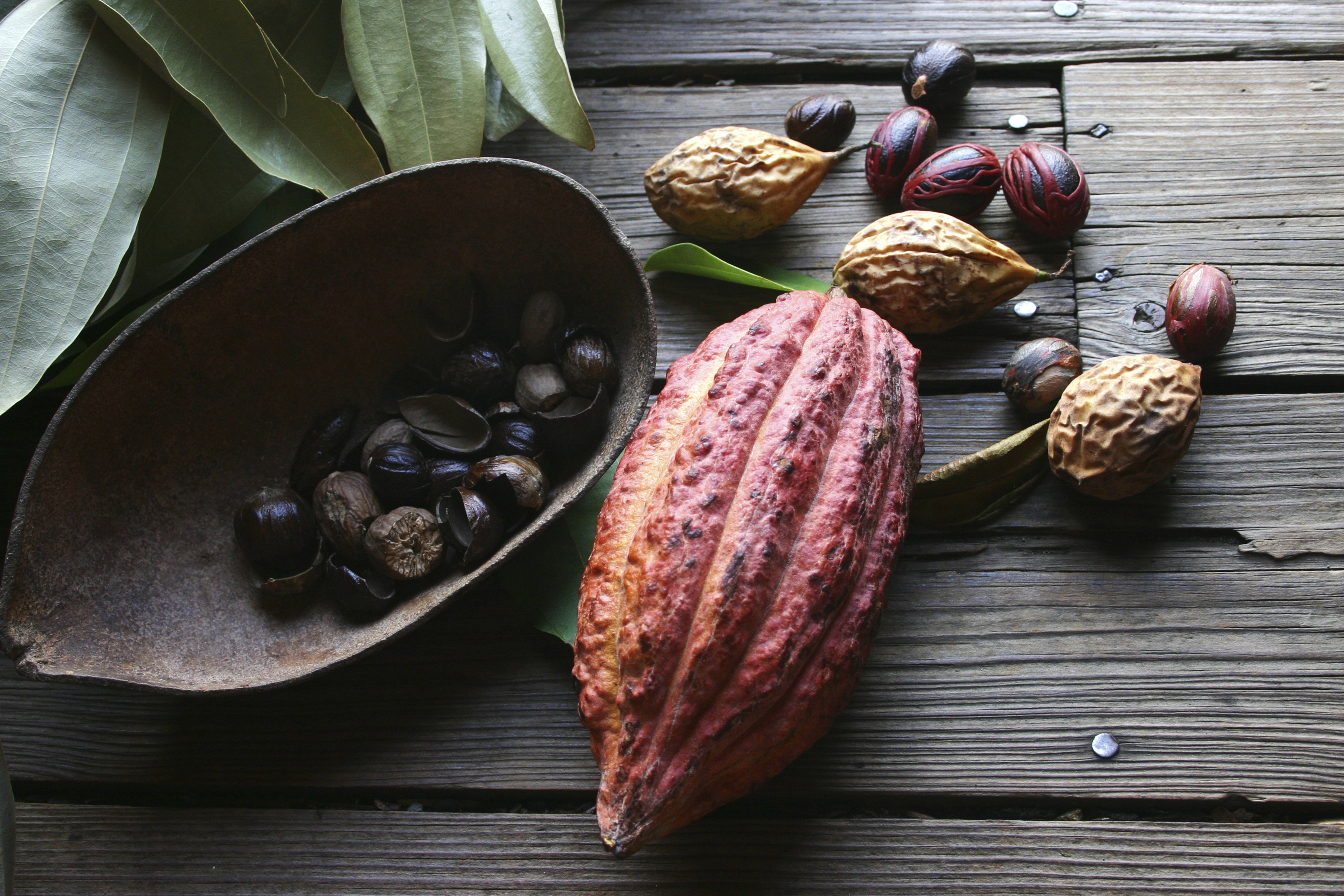 Cocoa Bean Nutmeg