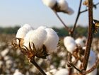 Cotton Farm Harvesting