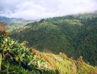 Banana-plantation-Ecuador